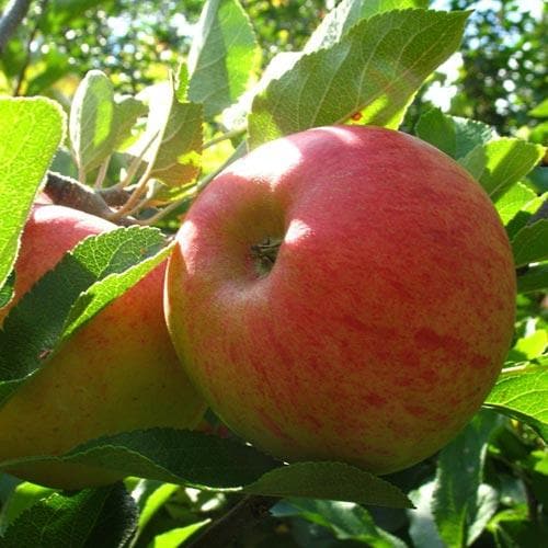 Apple Elstar - Future Forests