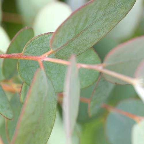 Eucalyptus gunnii - Future Forests