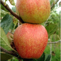 Apple Red Falstaff - Future Forests
