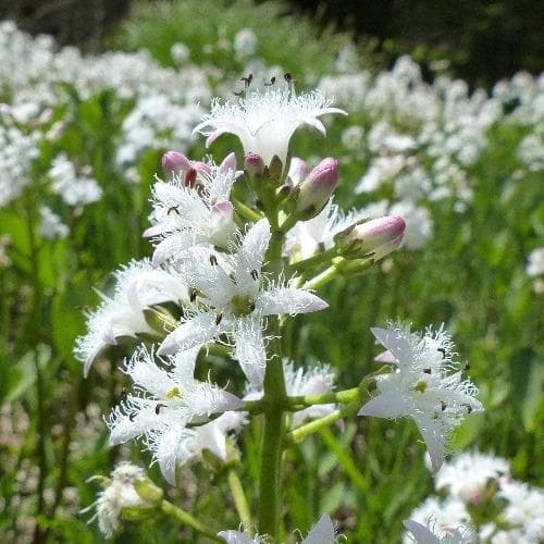 Menyanthes trifoliata - Bogbean