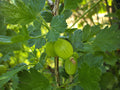 Gooseberry Hinnonmaki Green