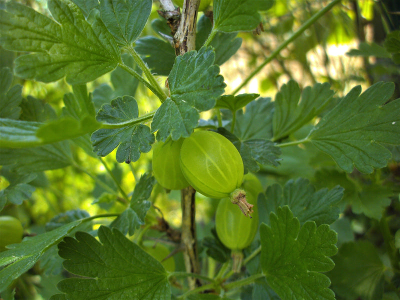Gooseberry Hinnonmaki Green
