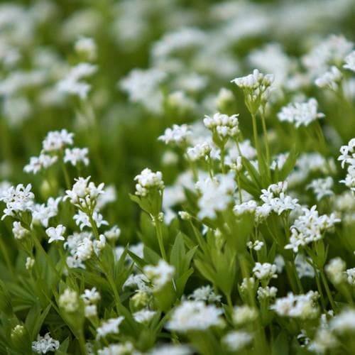 Galium odoratum - Future Forests