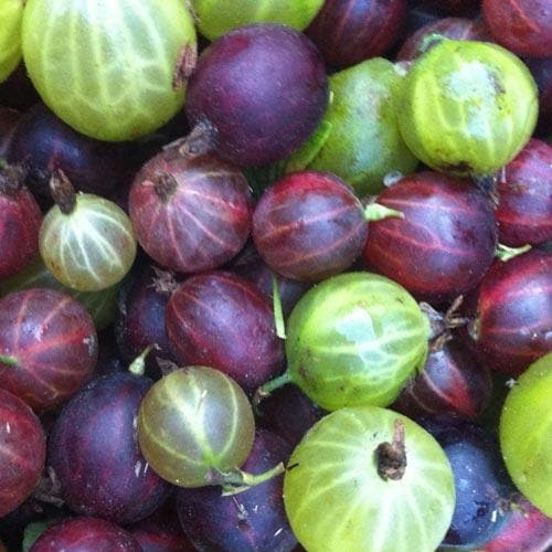 Gooseberry Black Velvet - Future Forests