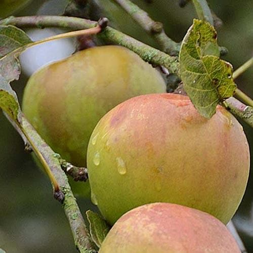 Apple Greasy Pippin - Future Forests