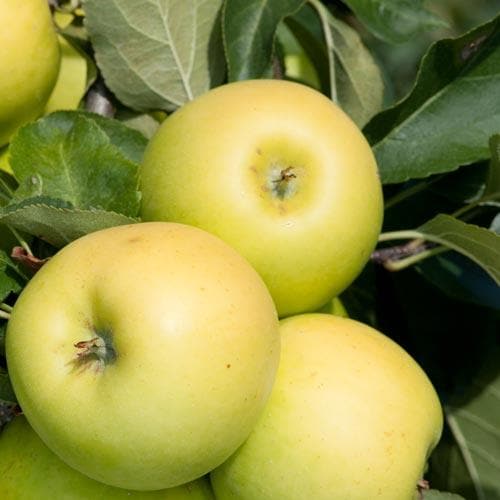 Apple Greensleeves - Future Forests