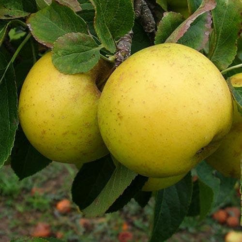Apple Grenadier - Future Forests