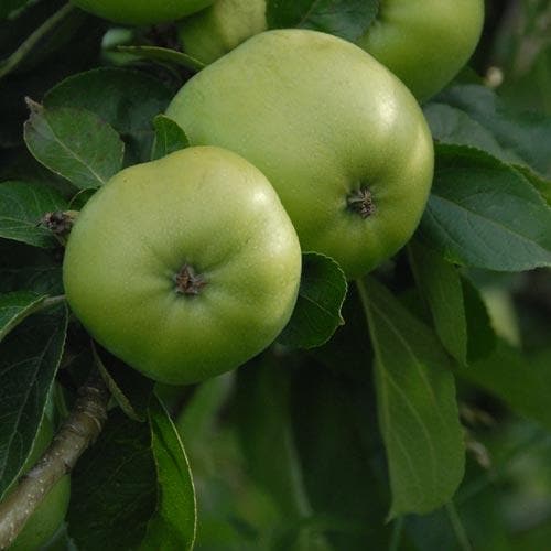 Apple Grenadier - Future Forests