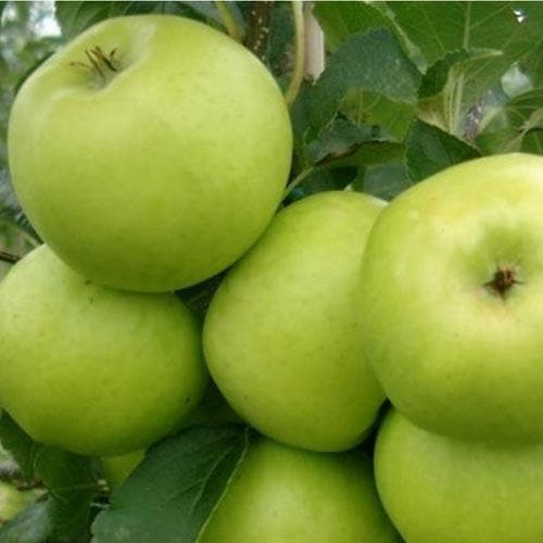 Apple Grenadier - Future Forests