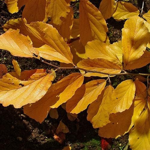 Hamamelis virginiana - Future Forests