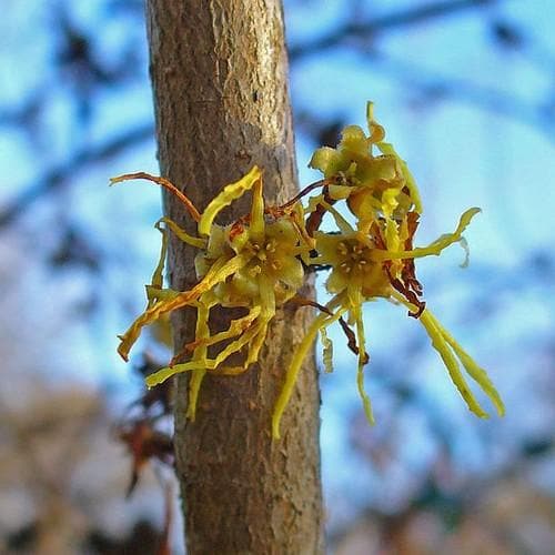 Hamamelis virginiana - Future Forests