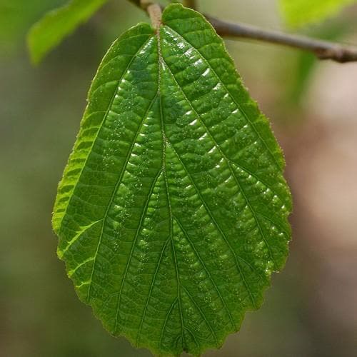 Hamamelis virginiana - Future Forests