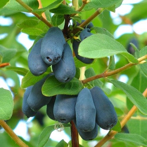 Honeyberry Amur - Future Forests
