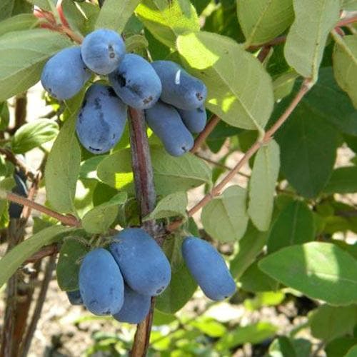 Honeyberry Amur - Future Forests
