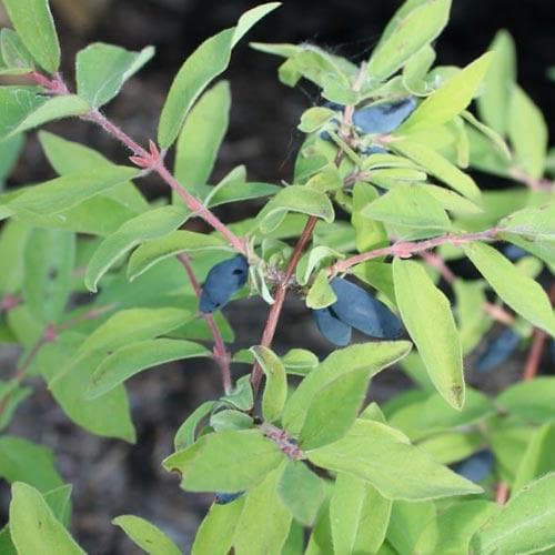 Honeyberry Amur - Future Forests