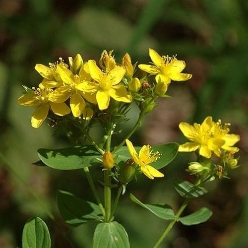 Hypericum tetrapterum - Future Forests