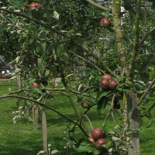 Apple Irish Peach - Future Forests
