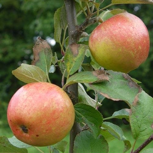 Apple Irish Peach - Future Forests
