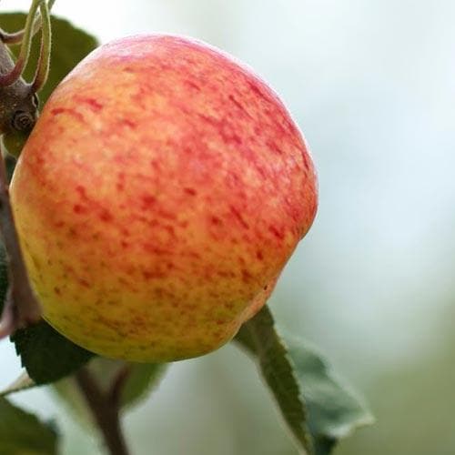 Apple Irish Peach - Future Forests
