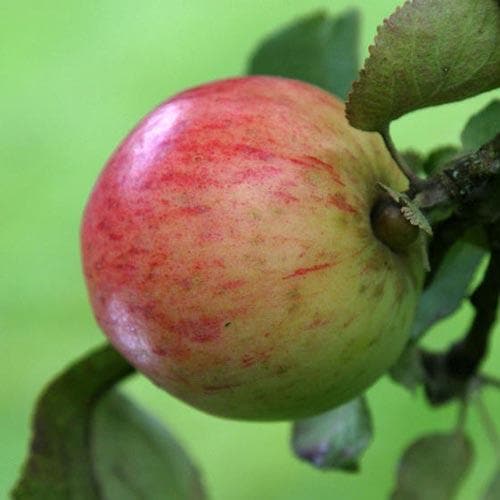 Apple Irish Peach - Future Forests