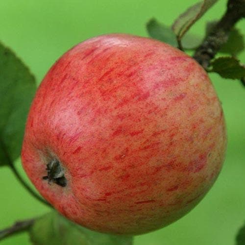 Apple Irish Peach - Future Forests