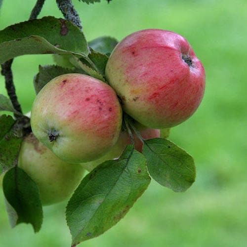 Apple Irish Peach - Future Forests