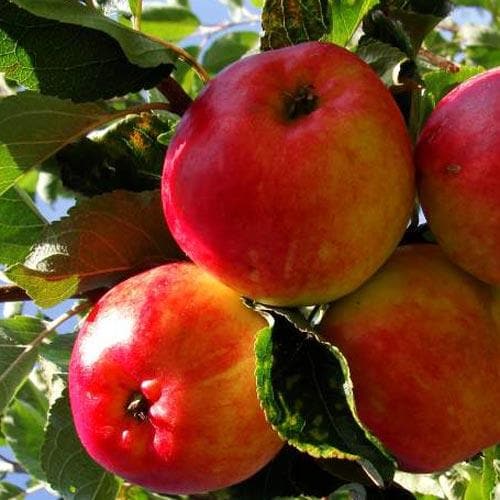 Apple Katy - Future Forests