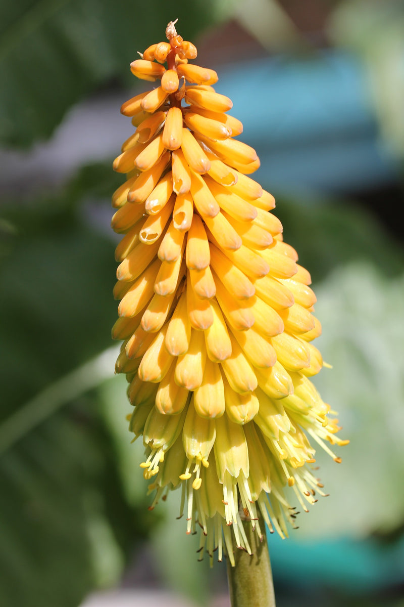Kniphofia citrina