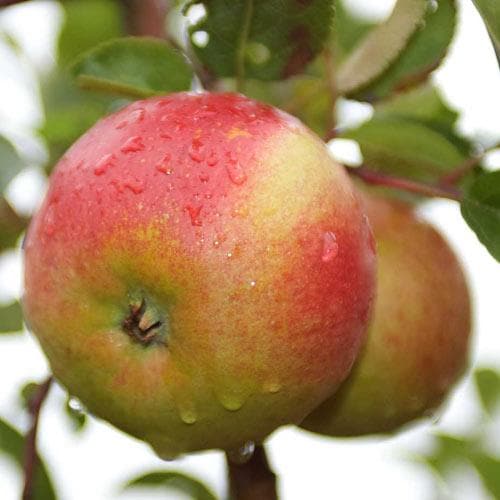 Apple Laxton Superb - Future Forests