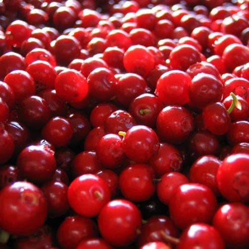 Lingonberry Little Miss Cherry - Future Forests
