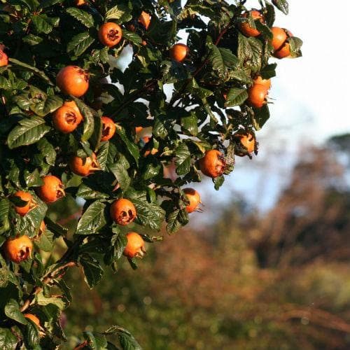 Medlar Dutch Monstrous