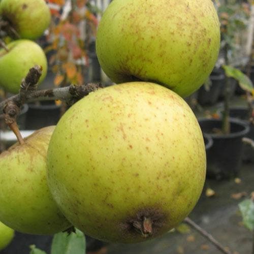 Apple Michelin - Future Forests