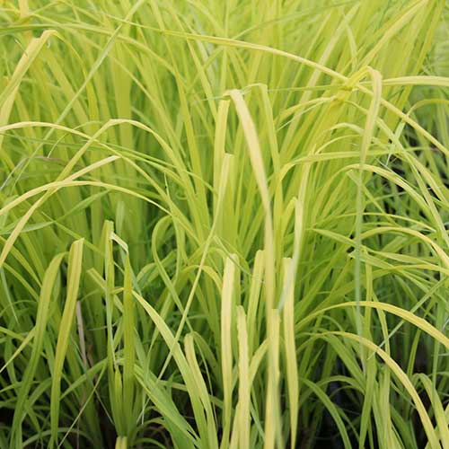 Carex elata Aurea - Golden Sedge