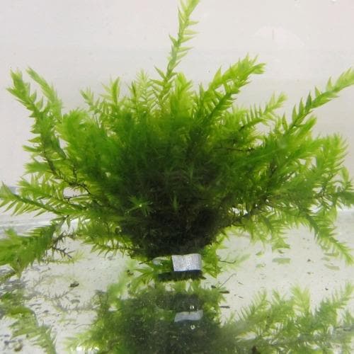 Fontinalis antipyretica - Greater Water Moss (Oxygenator)