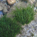 Fontinalis antipyretica - Greater Water Moss (Oxygenator)