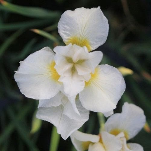 Iris sibirica Snow Queen