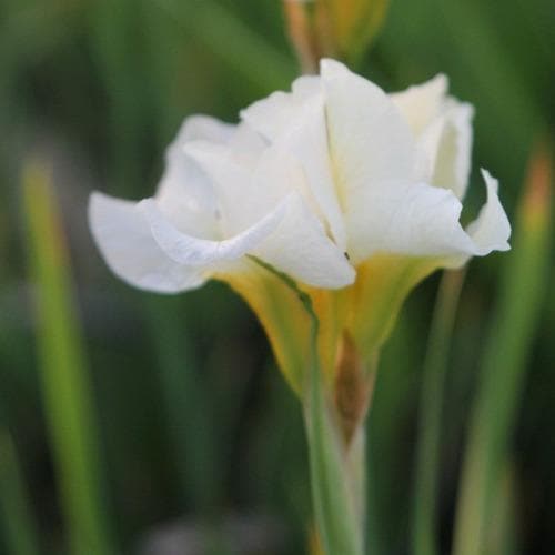Iris sibirica Snow Queen