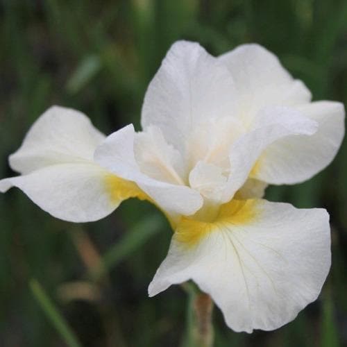 Iris sibirica Snow Queen