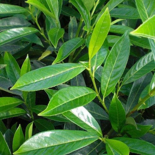 Prunus laurocerasus Caucasica - Future Forests
