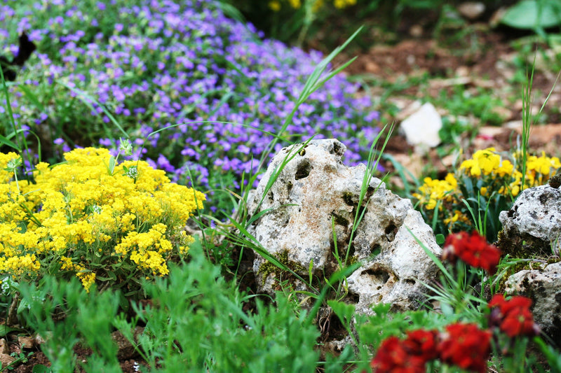 Alpine and Rockery Perennials Mix
