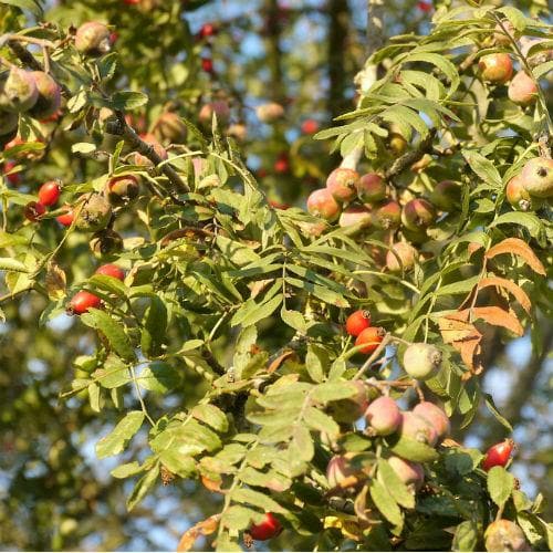 Sorbus domestica - True Service Tree - Future Forests