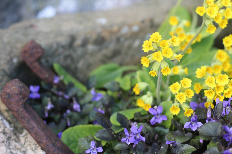 Alpine and Rockery Perennials Mix