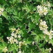 Stephanandra incisa Crispa