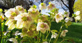 Hellebores for the Winter Garden