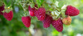 How to plant and care for raspberries