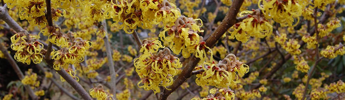 Genus - Hamamelis