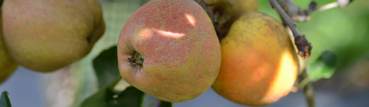 Fruit - Irish Heritage Apples
