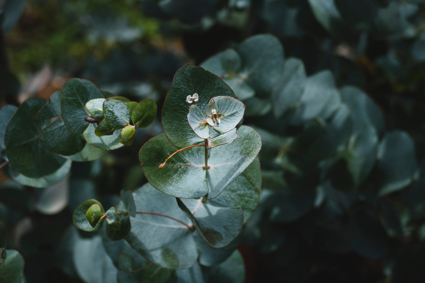 Genus - Eucalyptus