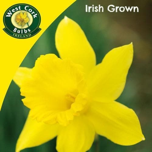 Daffodil Golden Harvest - Future Forests