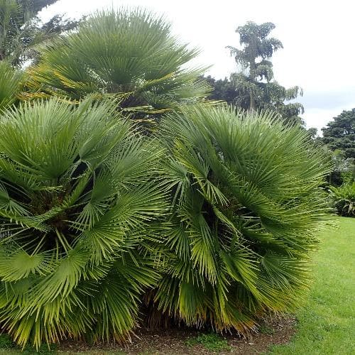 Chamaerops humilis